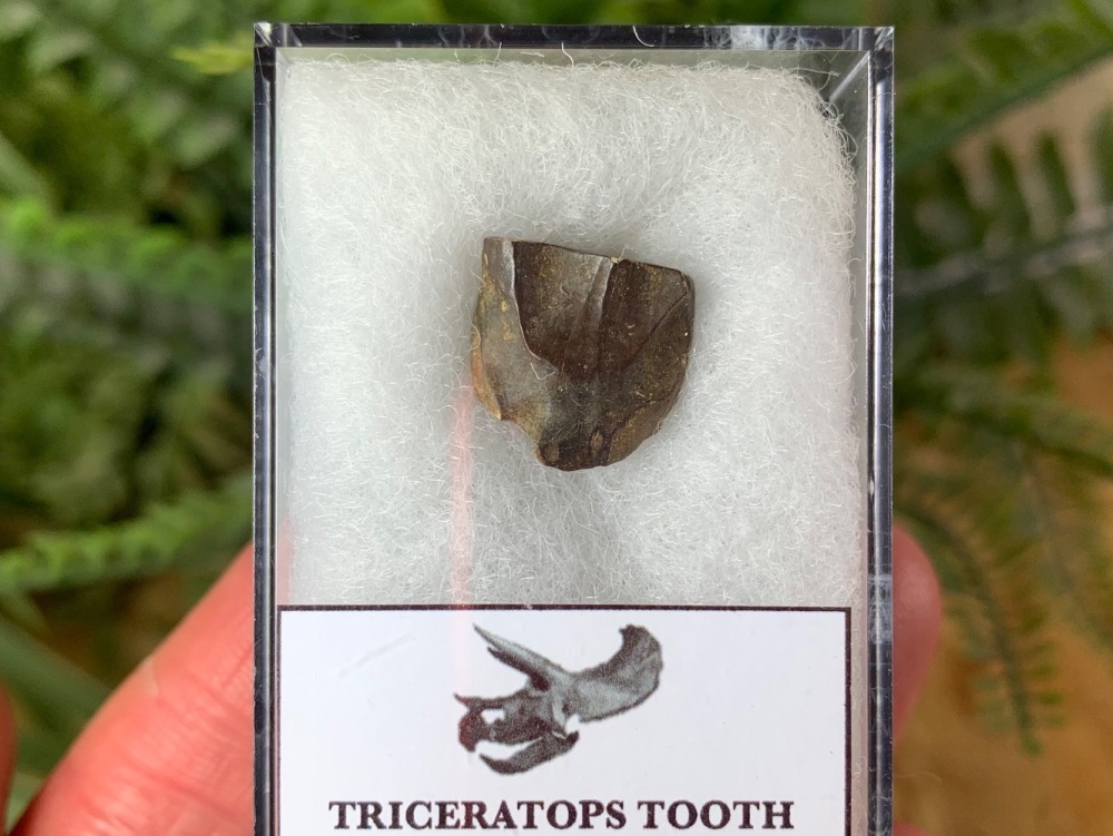 Triceratops Tooth #25