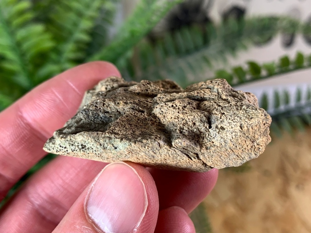 Pachycephalosaur Skull Bone