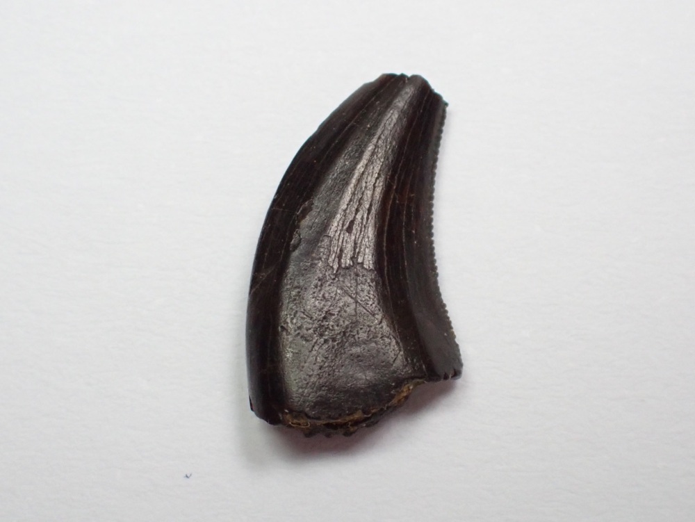 Acheroraptor Dromaeosaur Tooth #01