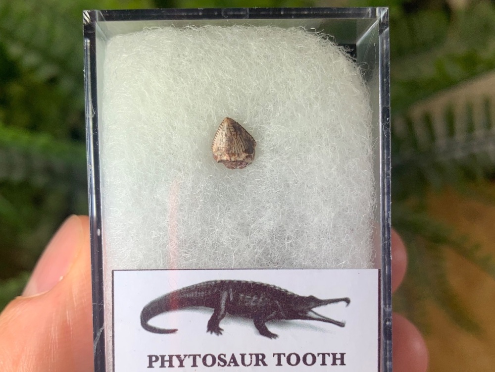 Phytosaur Tooth #02