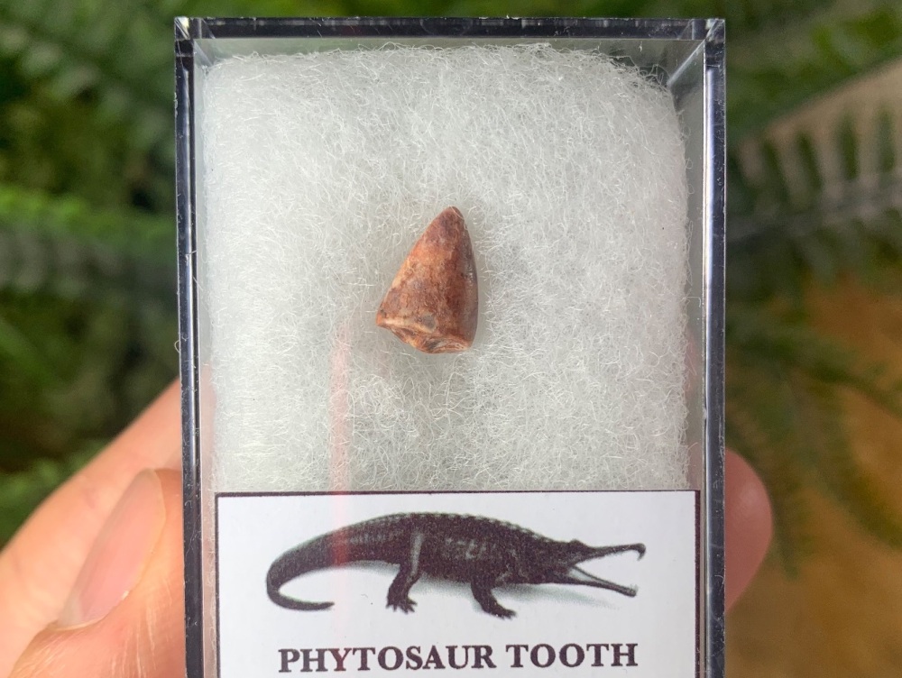 Phytosaur Tooth #04