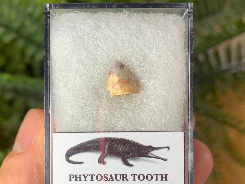 Phytosaur Tooth #05