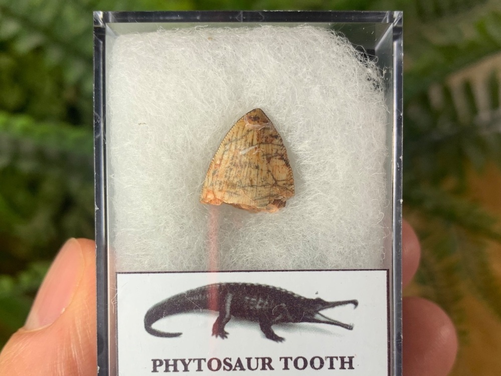 Phytosaur Tooth #06