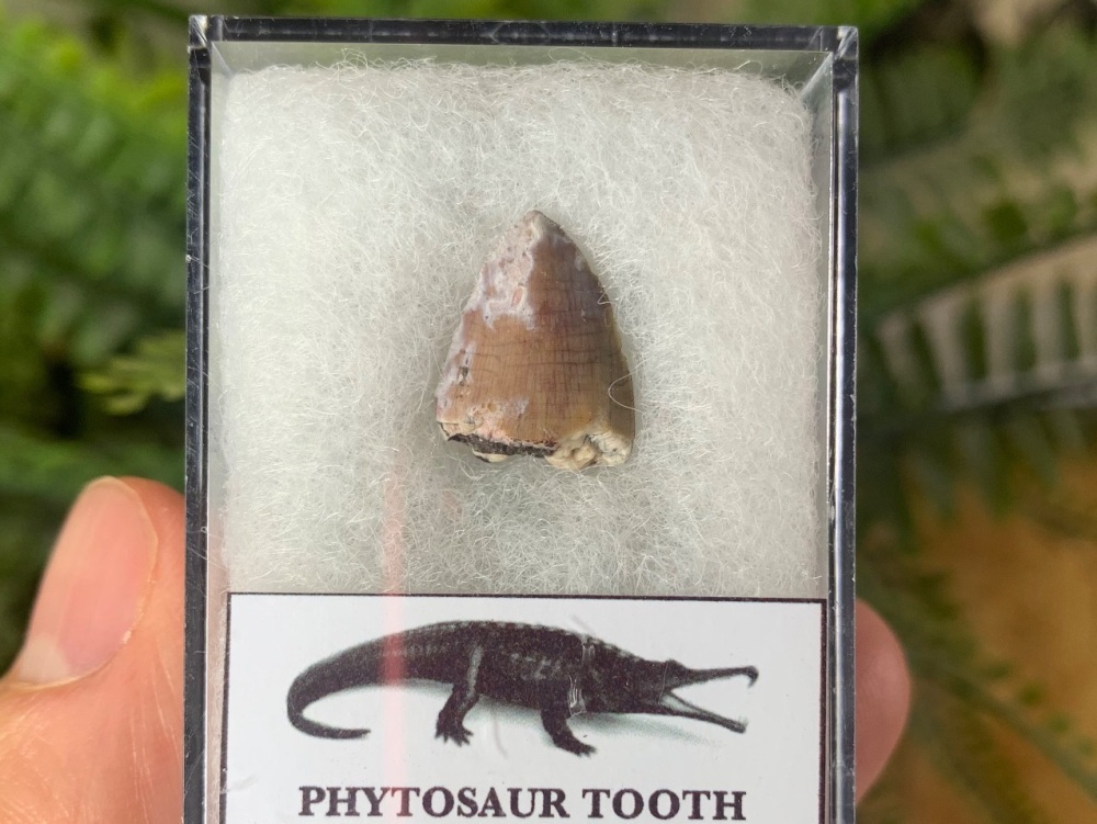 Phytosaur Tooth #07