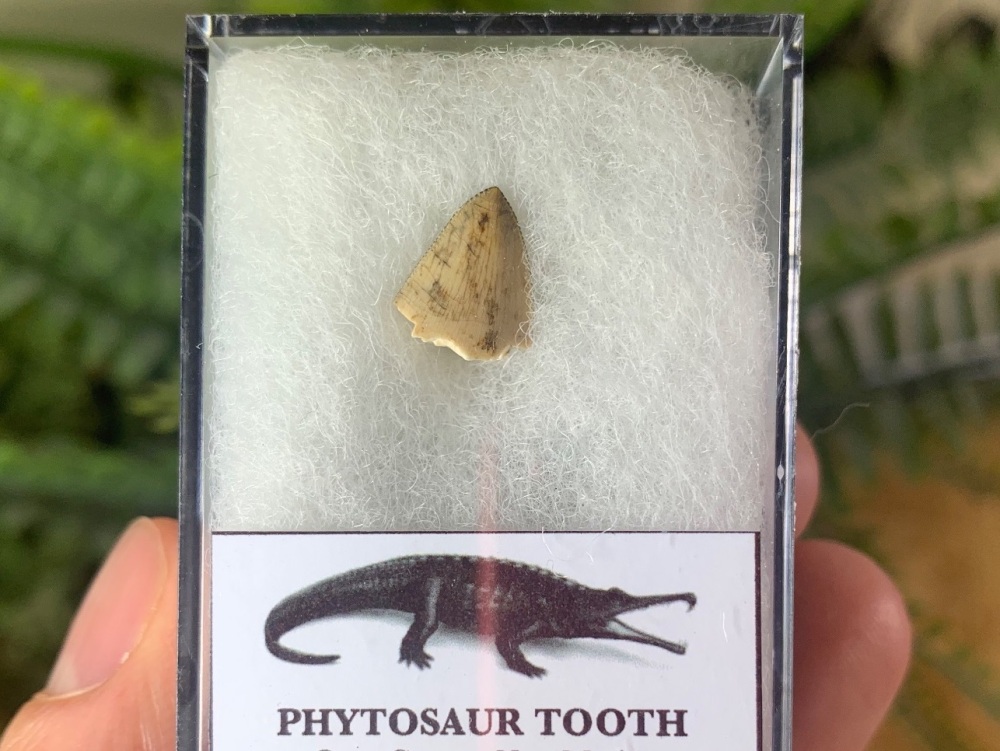 Phytosaur Tooth #08
