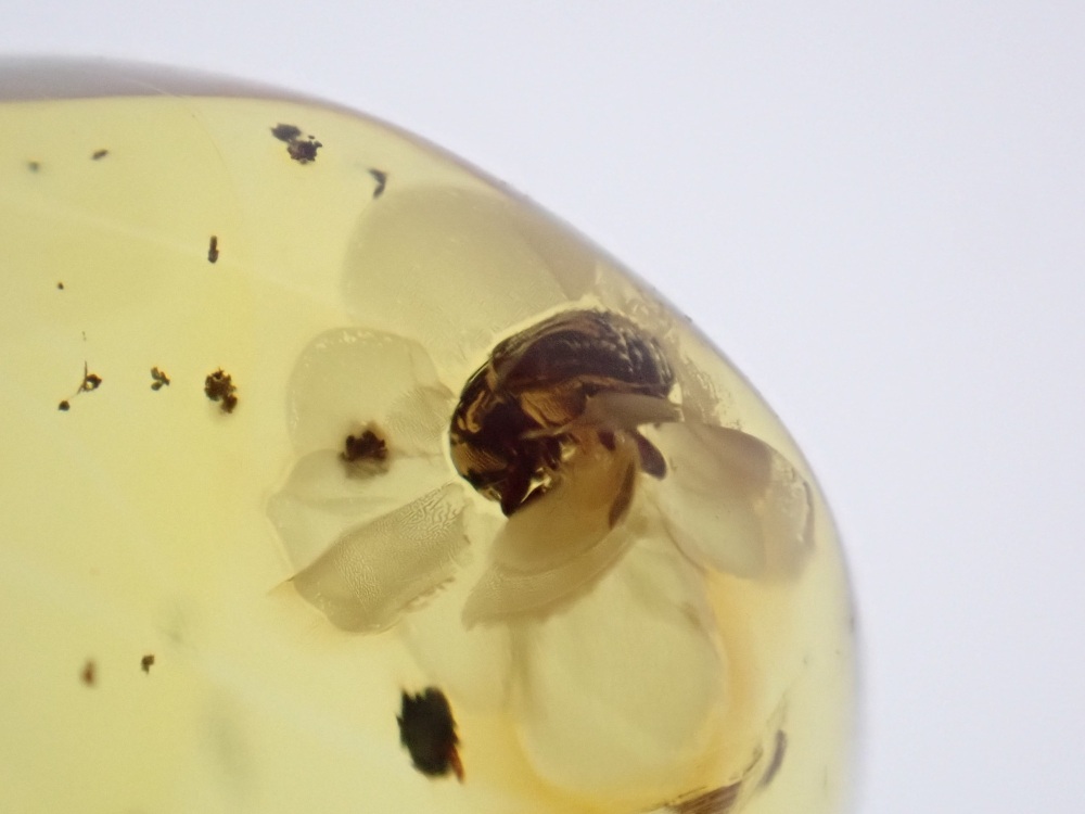 Dominican Amber Inclusion #03 (Beetle Inclusion)