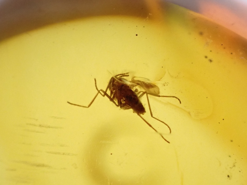 Dominican Amber Inclusion #04 (Winged Insect Inclusion)