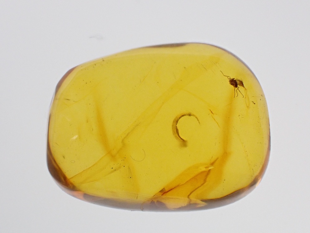 Dominican Amber Inclusion #04 (Winged Insect Inclusion)