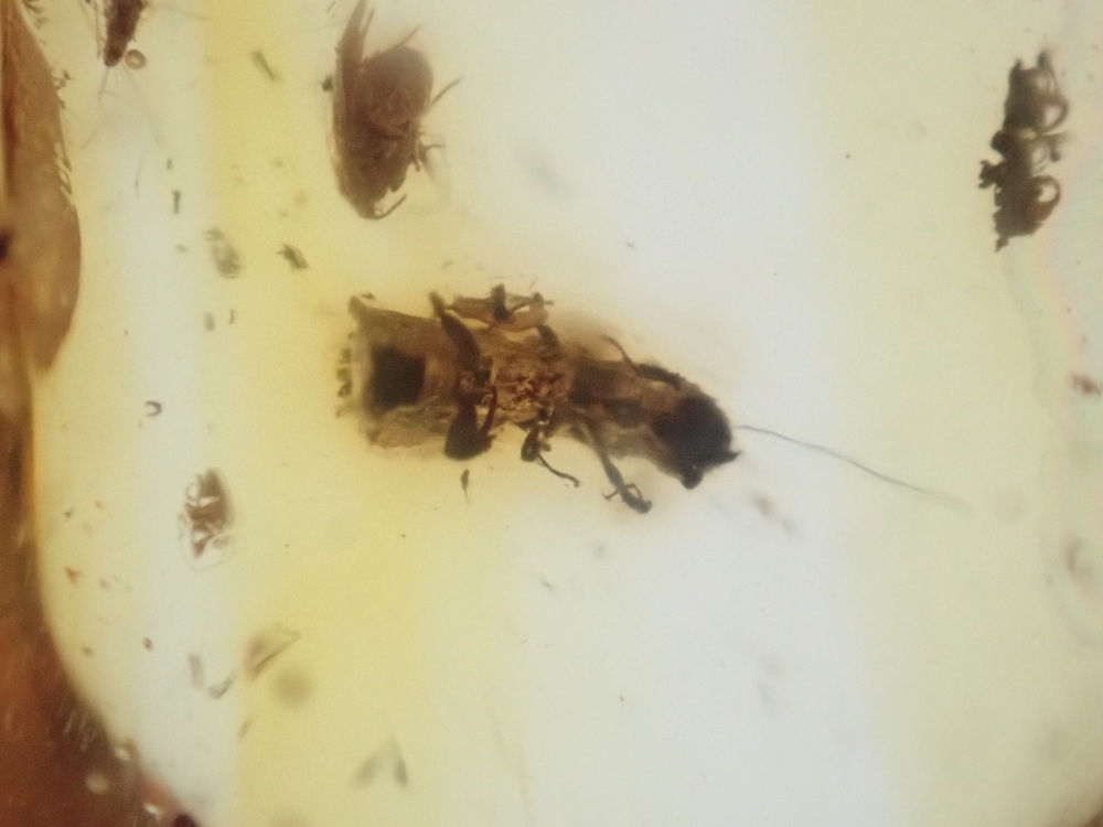 Dominican Amber Inclusion #06 (Beetle & Winged Insect Inclusions)