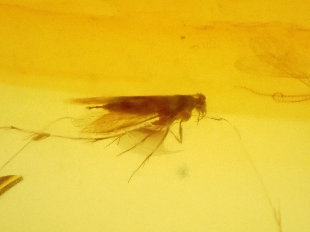 Dominican Amber Inclusion #07 (Winged Insect Inclusions)