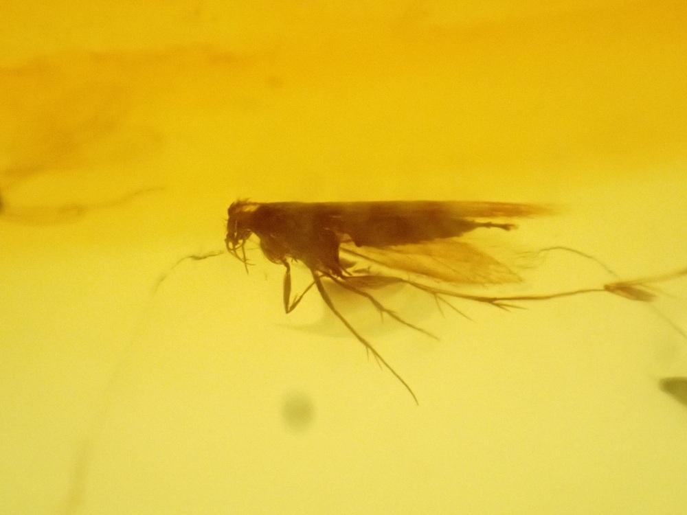 Dominican Amber Inclusion #07 (Winged Insect Inclusions)