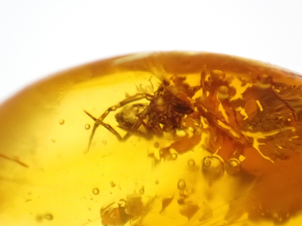 Dominican Amber Inclusion #10 (Winged Insect Inclusions)