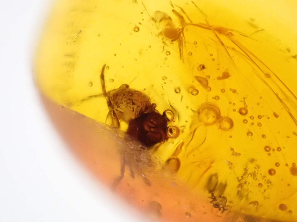 Dominican Amber Inclusion #10 (Spider Inclusion)