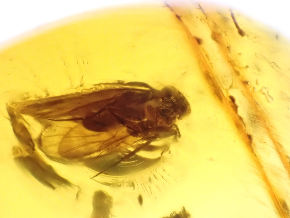 Dominican Amber Inclusion #12 (Winged Insect Inclusions)