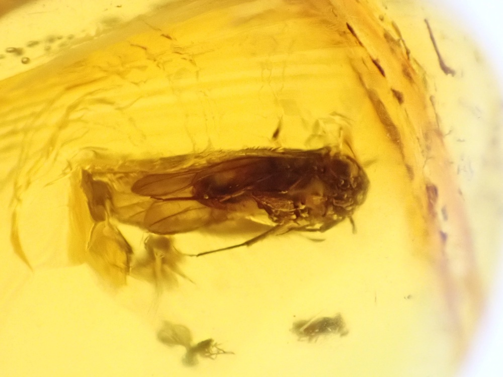 Dominican Amber Inclusion #12 (Winged Insect Inclusions)