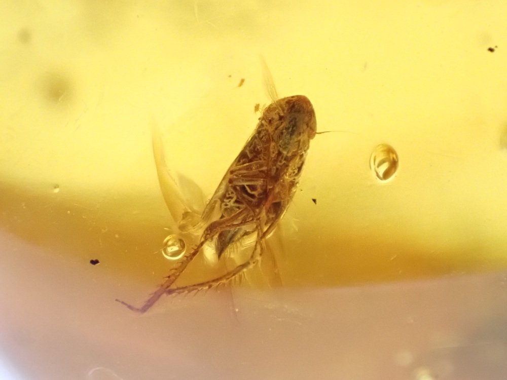 Dominican Amber Inclusion #13 (Winged Insect Inclusions)