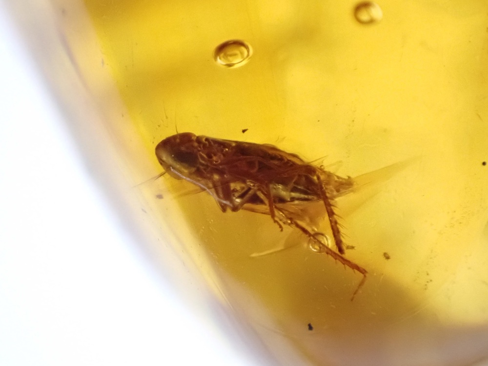 Dominican Amber Inclusion #13 (Winged Insect Inclusions)