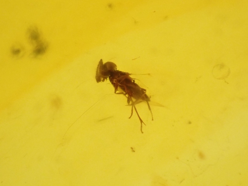 Dominican Amber Inclusion #17 (Winged Insect Inclusion)