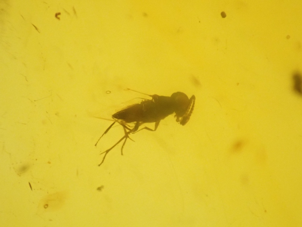 Dominican Amber Inclusion #17 (Winged Insect Inclusion)