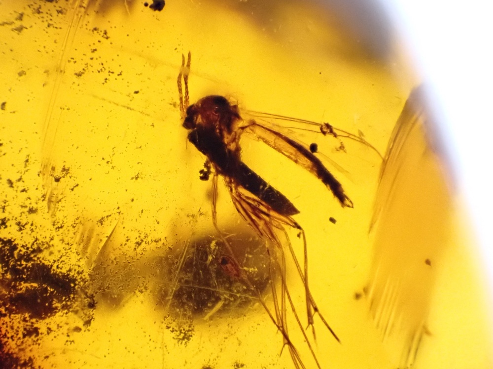 Dominican Amber Inclusion #18 (Beetle & Winged Insect Inclusions)