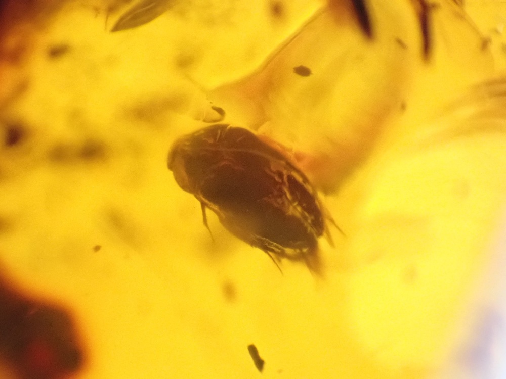 Dominican Amber Inclusion #18 (Beetle & Winged Insect Inclusions)