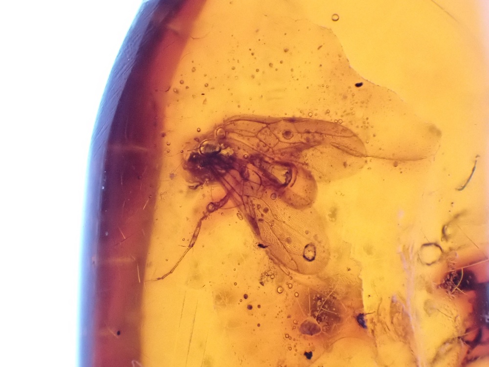 Dominican Amber Inclusion #19 (Winged Insect Inclusions)