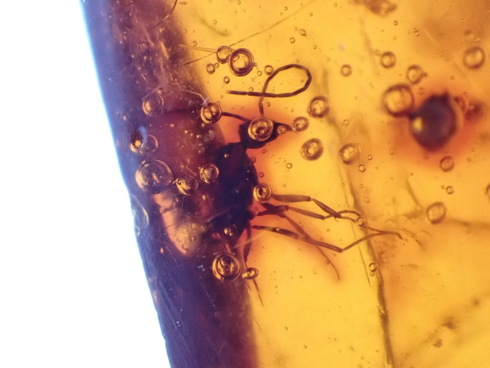Dominican Amber Inclusion #19 (Winged Insect Inclusions)