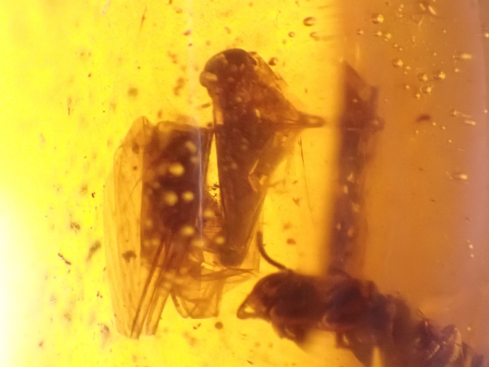 Dominican Amber Inclusion #22 (Winged Insect Inclusions)