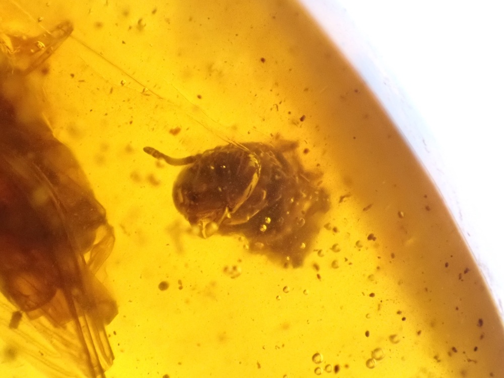 Dominican Amber Inclusion #22 (Winged Insect Inclusions)