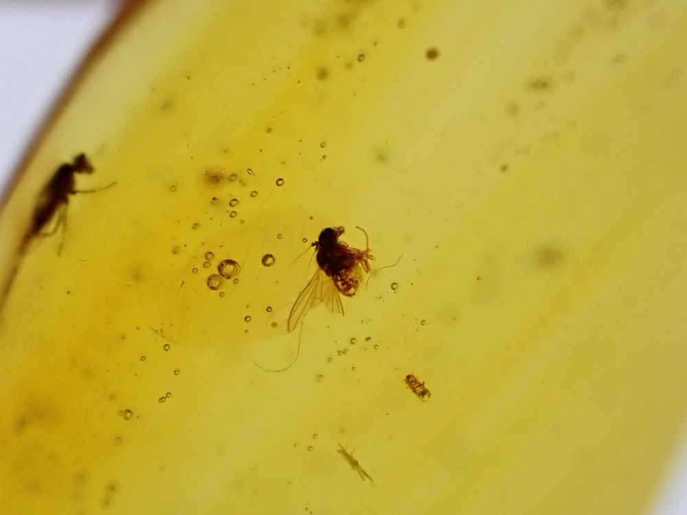 Dominican Amber Inclusion #25 (Winged Insect Inclusions)
