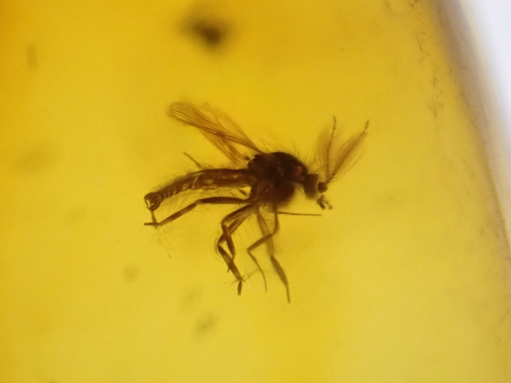Dominican Amber Inclusion #27 (Winged Insect Inclusions)