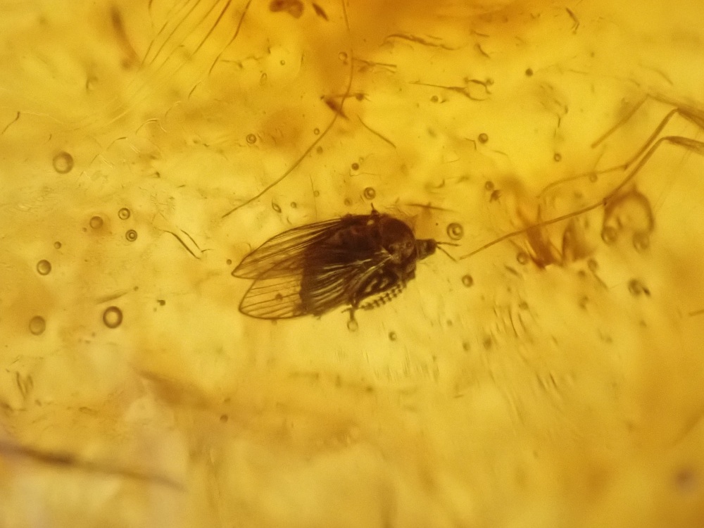Dominican Amber Inclusion #27 (Winged Insect Inclusions)
