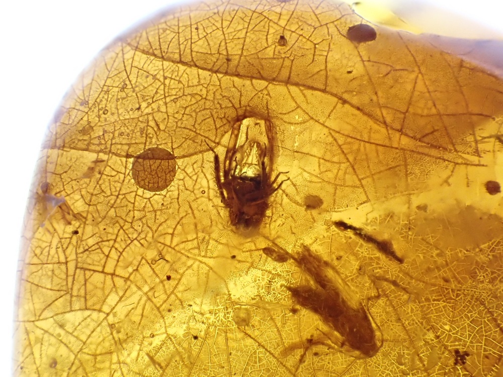 Dominican Amber Inclusion #28 (Winged Insect and Plant Inclusions)