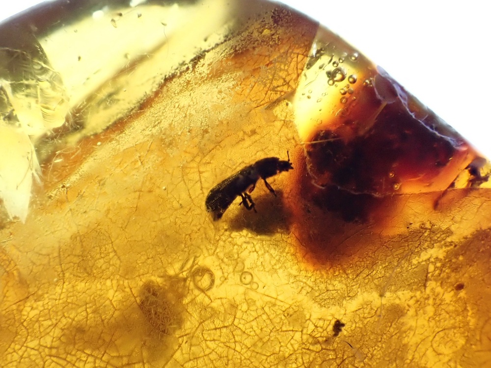 Dominican Amber Inclusion #28 (Winged Insect and Plant Inclusions)