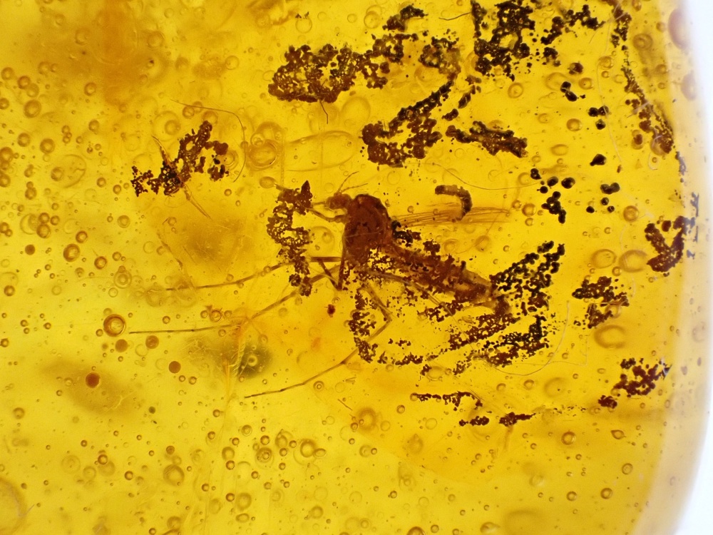 Dominican Amber Inclusion #29 (Winged Insect Inclusion)