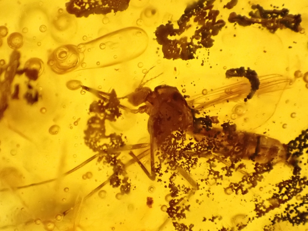 Dominican Amber Inclusion #29 (Winged Insect Inclusion)