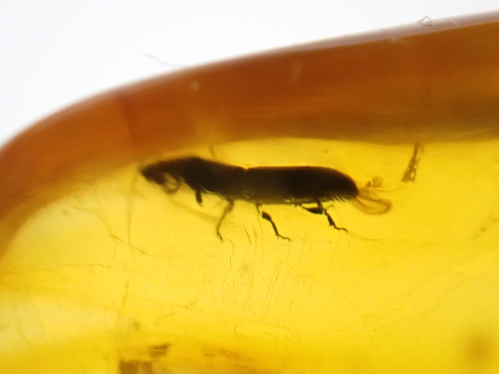 Dominican Amber Inclusion #30 (Beetle Inclusion)