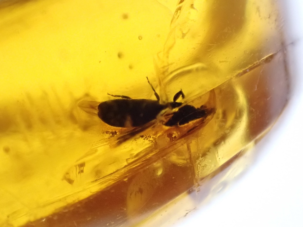 Dominican Amber Inclusion #30 (Beetle Inclusion)