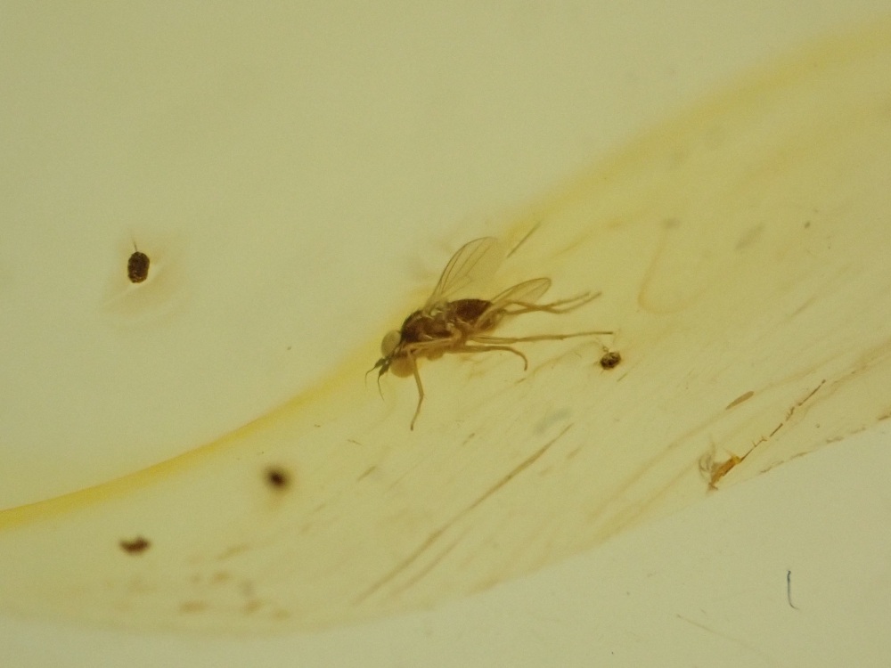 Dominican Amber Inclusion #31 (Winged Insect Inclusion)