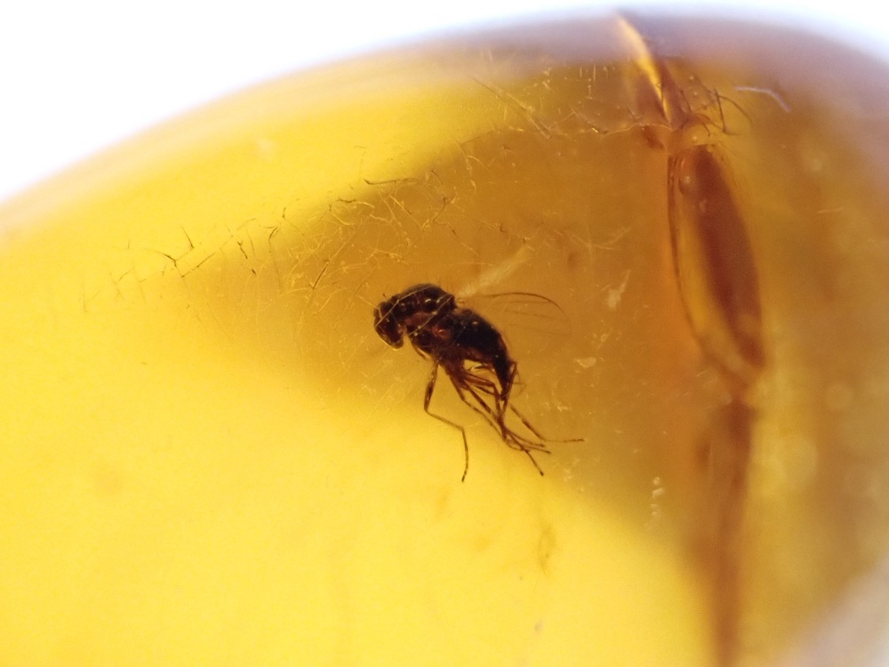 Dominican Amber Inclusion #31 (Winged Insect Inclusion)
