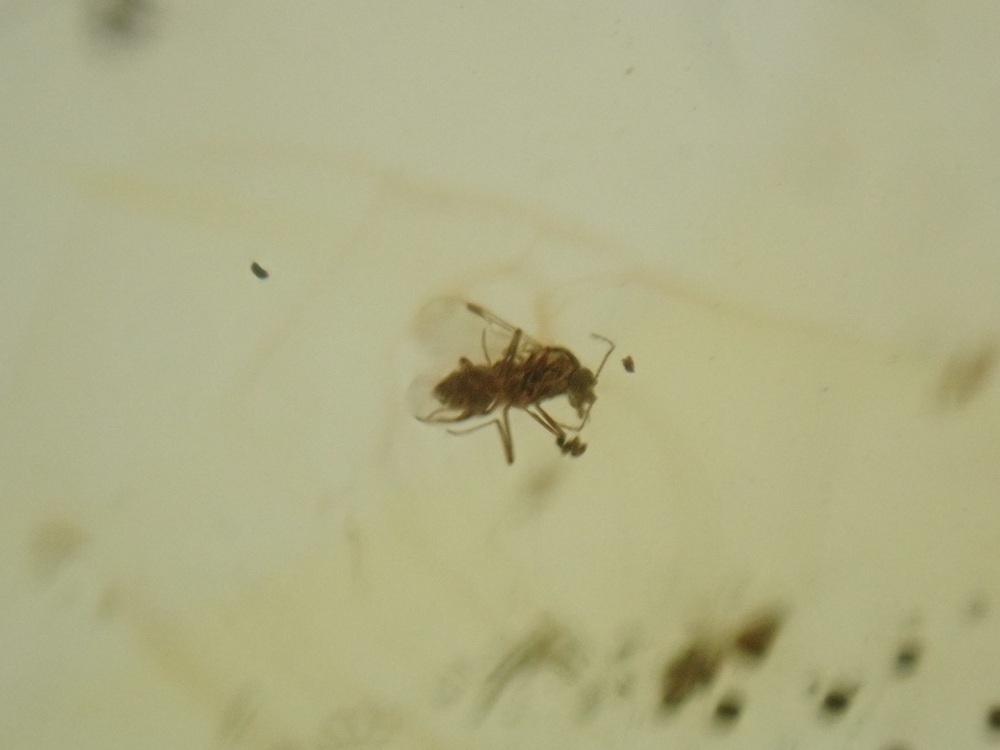 Dominican Amber Inclusion #33 (Winged Insect Inclusion)