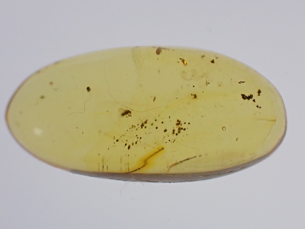 Dominican Amber Inclusion #33 (Winged Insect Inclusion)
