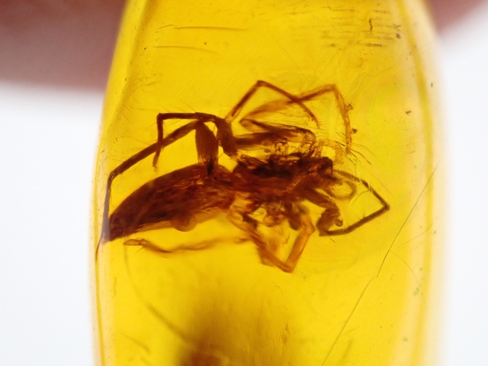 Dominican Amber Inclusion #34 (Spider Inclusion)