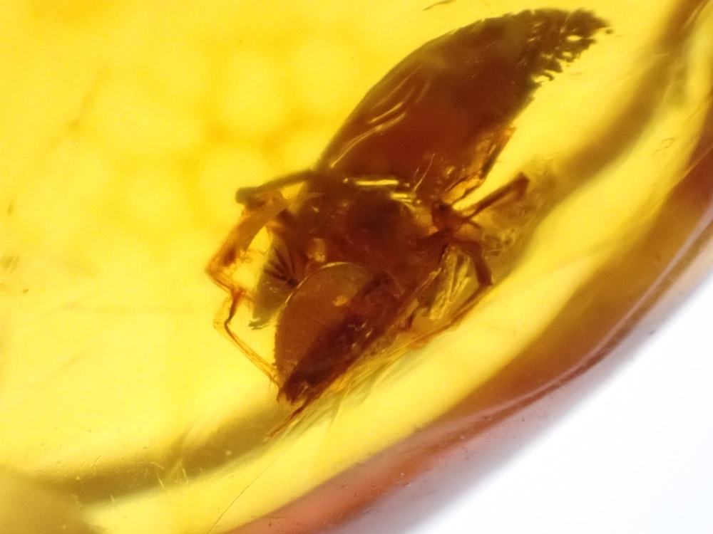 Dominican Amber Inclusion #34 (Spider Inclusion)