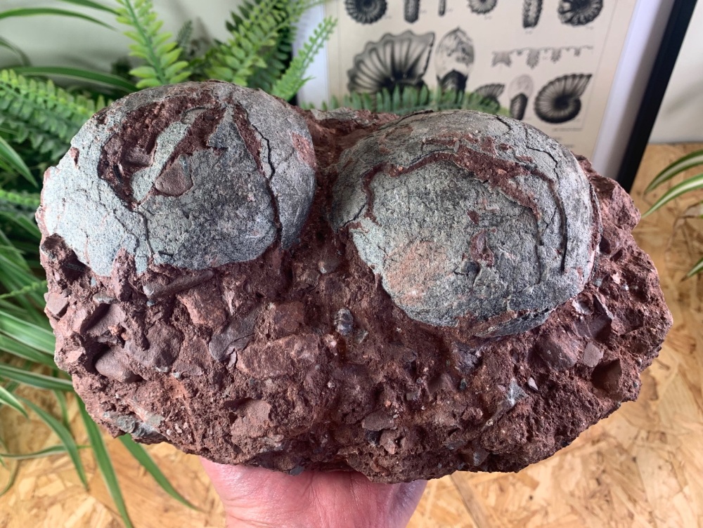 Pair of Hadrosaur (Spheroolithus) Dinosaur Eggs #01