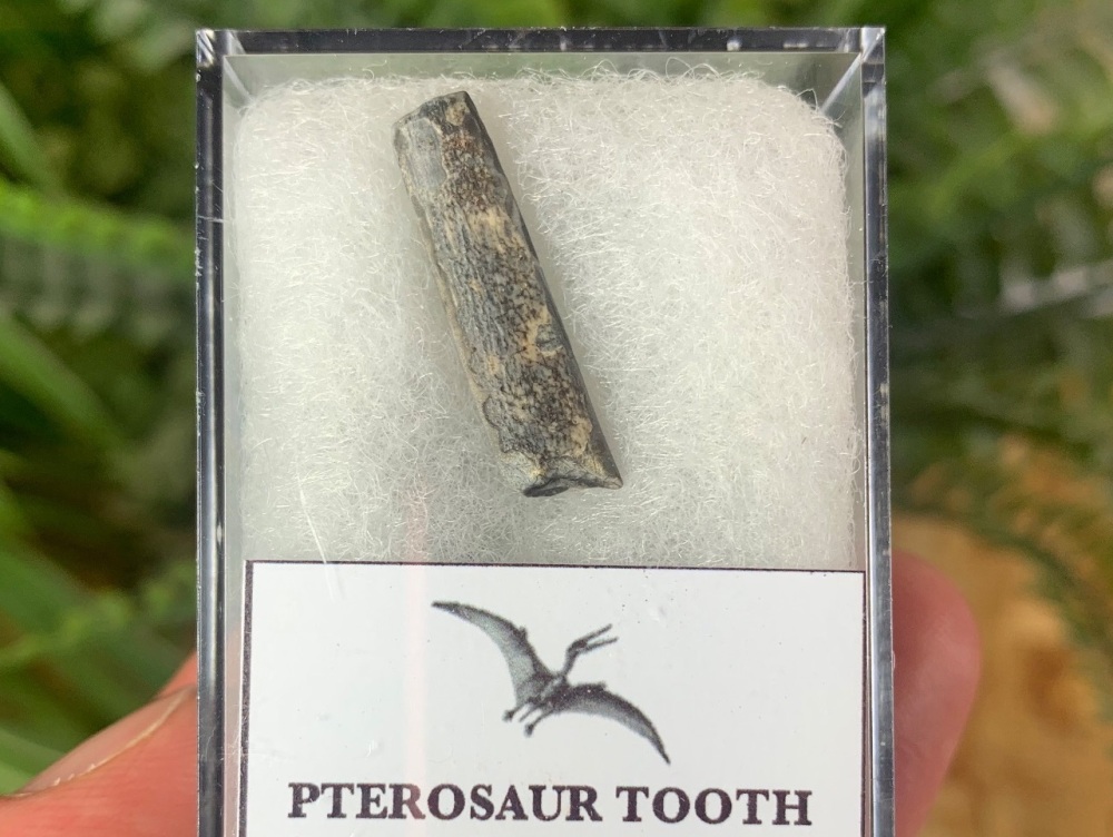 Ornithocheirid Pterosaur Tooth #03 - Niger (Elrhaz Fm)