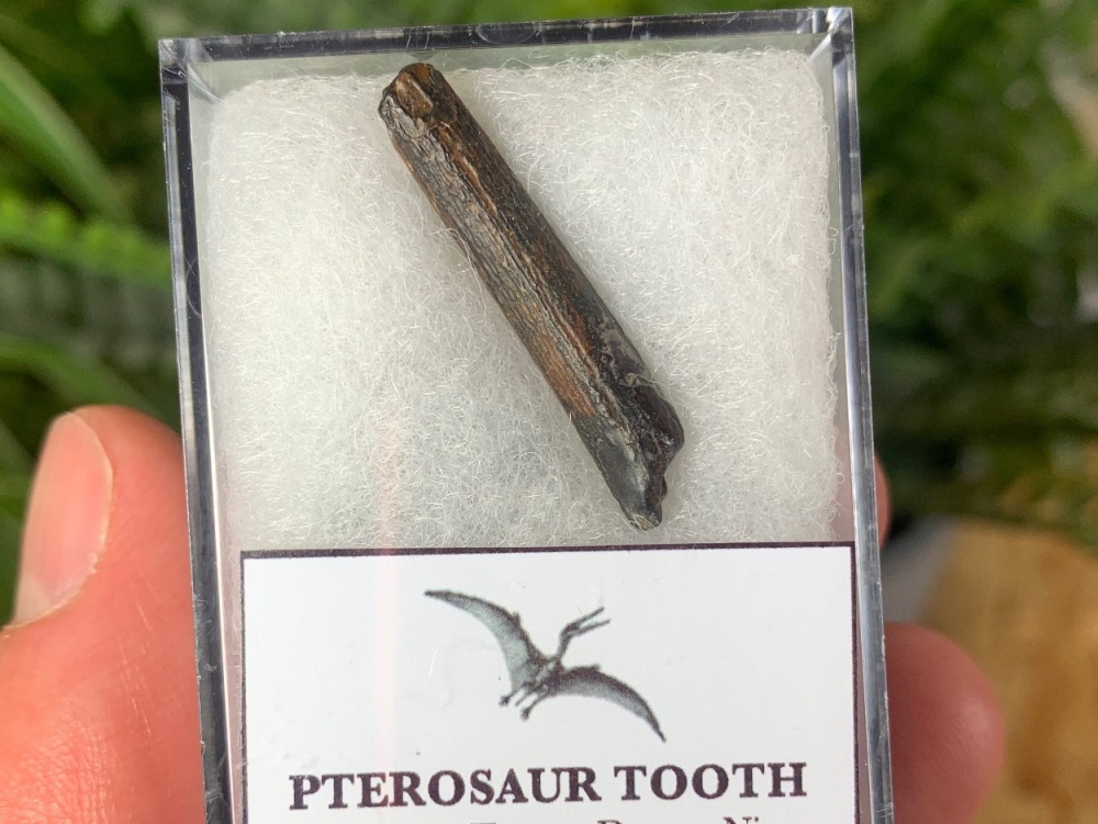 Ornithocheirid Pterosaur Tooth #11 - Niger (Elrhaz Fm)