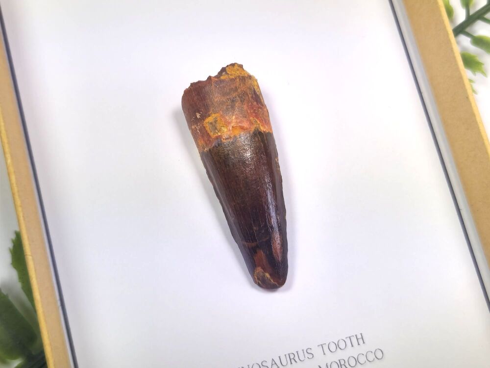 Spinosaurus Tooth (Gift Boxed)