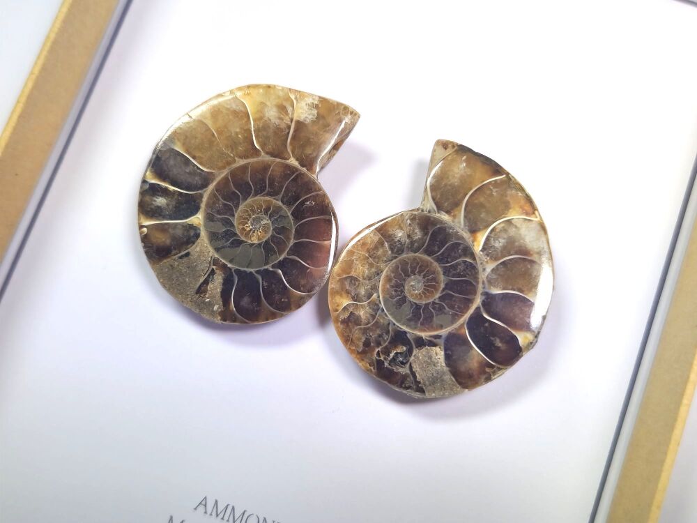 Cut & Polished Ammonite (Gift Boxed)