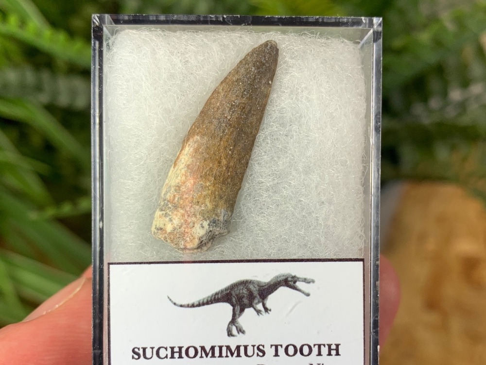 Suchomimus Tooth - 1.19 inch #18